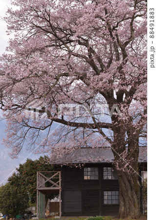 北杜市武川町、一本の大きな桜の木 北杜市武川町、一本の大きな桜の木 88491883
