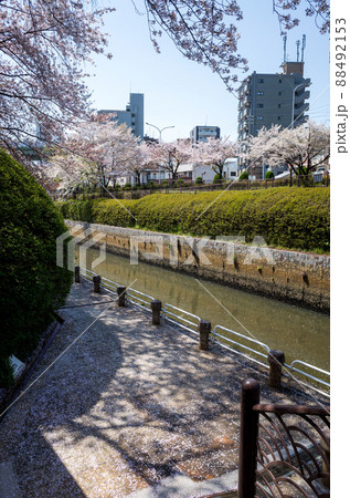 【御用水跡街園】黒川の桜並木 【御用水跡街園】黒川の桜並木 88492153