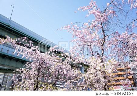【御用水跡街園】黒川の桜並木 【御用水跡街園】黒川の桜並木 88492157
