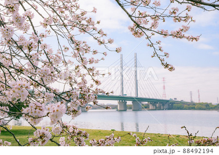 （埼玉県）春の情景・彩湖と幸魂大橋 88492194
