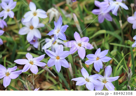 はなにら　ハナニラ　花韮の花 88492308