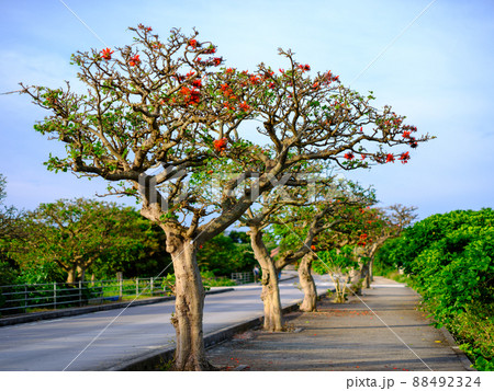 デイゴの花 88492324