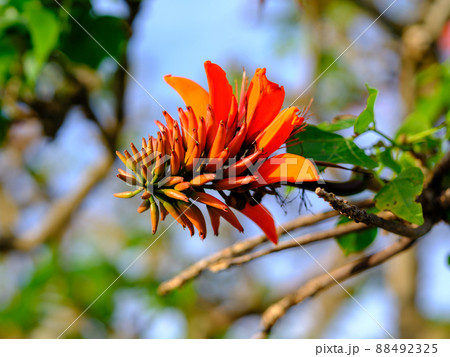 デイゴの花 88492325