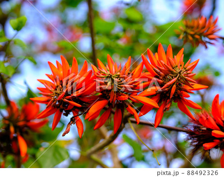 デイゴの花 88492326