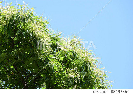 栗の花 白いクリーム色の花 栗の花 白いクリーム色の花 88492360
