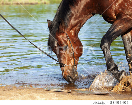 portrait of bay horse splashing and playing in lake . close up portrait of bay horse splashing and playing in lake . close up 88492402