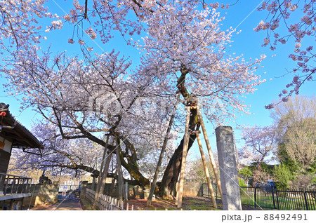 満開の石戸蒲ザクラ　国指定100周年記念　（埼玉県・北本市） 88492491