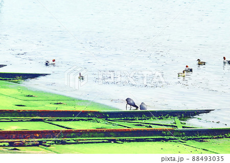 漁港の風景 海辺の野鳥【縦構図】 88493035