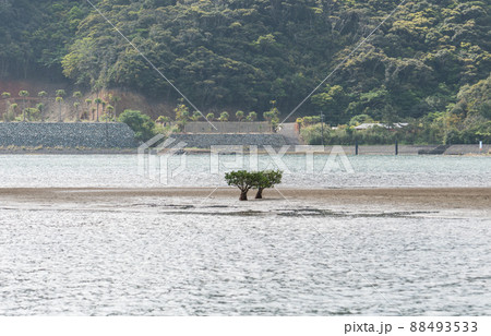 奄美大島 川内川に生えるマングローブ 奄美大島 川内川に生えるマングローブ 88493533