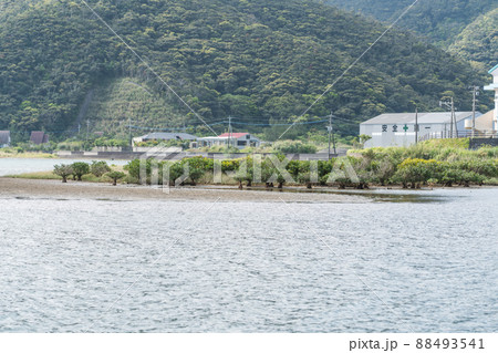 奄美大島　川内川に生えるマングローブ 88493541