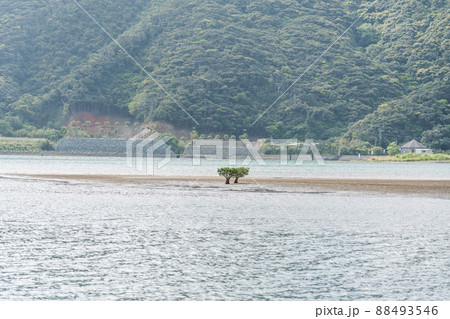 奄美大島 川内川に生えるマングローブ 奄美大島 川内川に生えるマングローブ 88493546