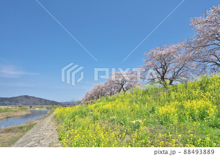 菜の花と桜並木 菜の花と桜並木 88493889
