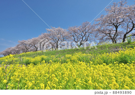 菜の花と桜並木 88493890
