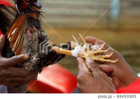 Cock-fights. Traditional gambling in the Dominican Republic. 88493905