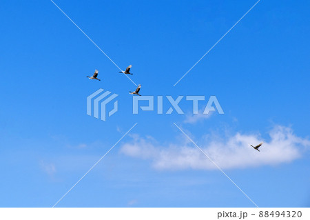 飛ぶタンチョウ 88494320