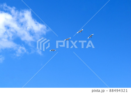 飛ぶタンチョウ 飛ぶタンチョウ 88494321