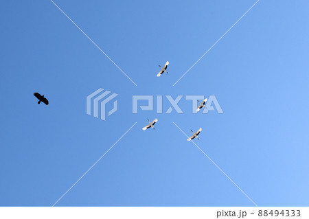 飛ぶタンチョウとカラス 88494333