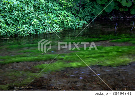 【青森県・八甲田】八甲田山系の伏流水が流れるグダリ沼 6月 88494341