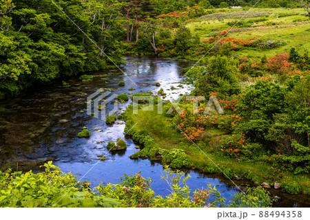 【青森県・八甲田】八甲田山系の伏流水が流れるグダリ沼 6月 88494358