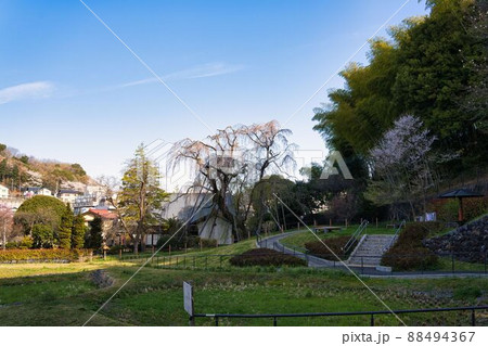 早朝の多摩市鶴牧西公園内シダレザクラ 88494367