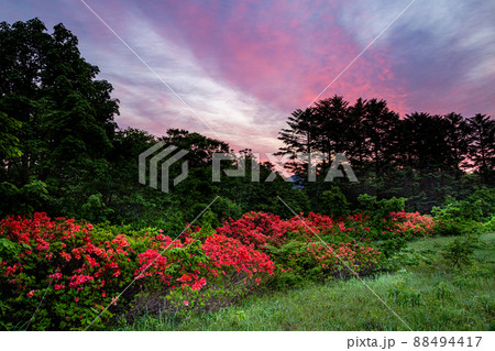 青森県・八甲田】目覚めるグダリ沼 6月 88494417