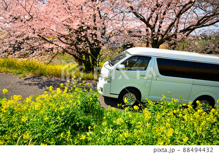バンライフ　桜　菜の花　(栃木県) 88494432