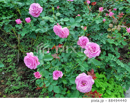 薔薇 バラ科 バラ 88494440