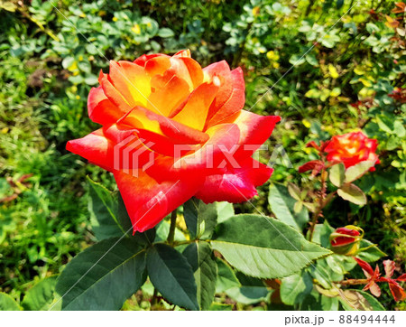 薔薇 バラ科 バラ 88494444