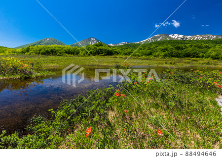 【青森県・八甲田】】高山植物群生の田代平湿原 6月-7月 【青森県・八甲田】】高山植物群生の田代平湿原 6月-7月 88494646