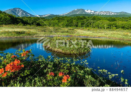 【青森県・八甲田】】高山植物群生の田代平湿原 6月-7月 【青森県・八甲田】】高山植物群生の田代平湿原 6月-7月 88494657