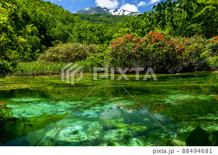 【青森県・八甲田】】レンゲツツジ咲く田代平湿原 6月-7月 88494681