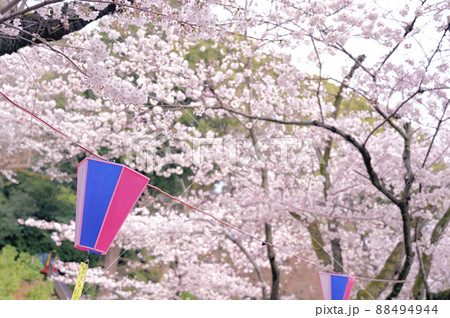小牧山のサクラ（2022） 88494944