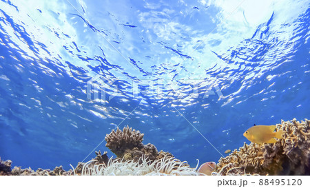 沖縄 渡嘉敷島の渡嘉志久ビーチ ハナビラクマノミの水中撮影 沖縄 渡嘉敷島の渡嘉志久ビーチ ハナビラクマノミの水中撮影 88495120