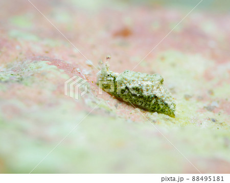 ツノクロミドリガイ ツノクロミドリガイ 88495181