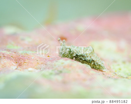 ツノクロミドリガイ 88495182