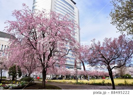 群馬県高崎市 高崎城址公園の満開桜と高崎市役所 群馬県高崎市 高崎城址公園の満開桜と高崎市役所 88495222