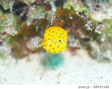 ミナミハコフグ 88495388