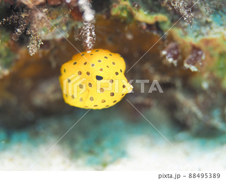 ミナミハコフグ 88495389