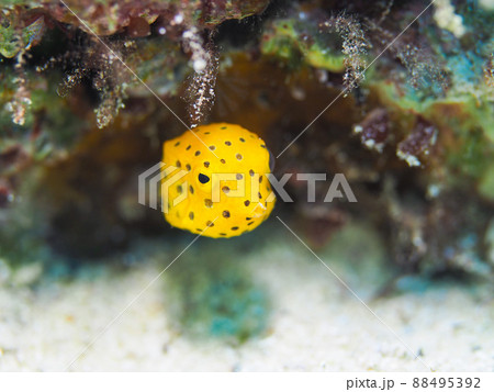 ミナミハコフグ 88495392