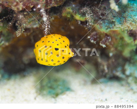 ミナミハコフグ 88495394