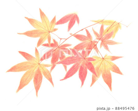 パステル：もみじ 88495476
