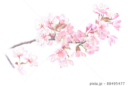 パステル：桜 88495477