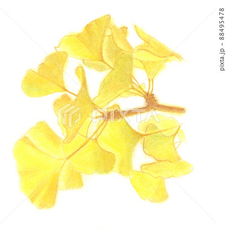 パステル：いちょう 88495478