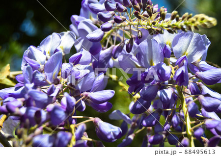 Spring branch white purple and lilac flower blossom, spring came Spring branch white purple and lilac flower blossom, spring came 88495613