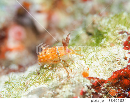 パスタチゴミノウミウシ 88495824