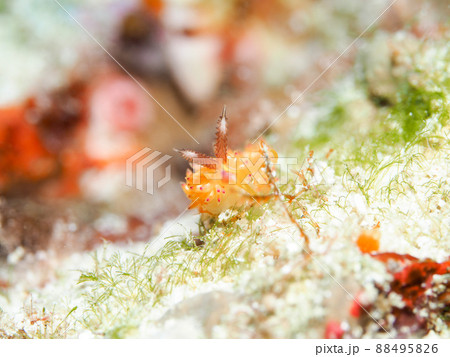 パスタチゴミノウミウシ パスタチゴミノウミウシ 88495826