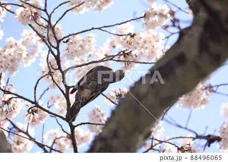 桜とヒヨドリ 桜とヒヨドリ 88496065