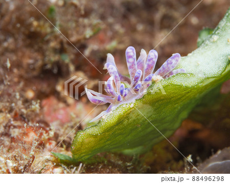 キッカミノウミウシ キッカミノウミウシ 88496298