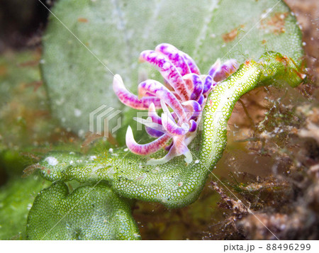 キッカミノウミウシ 88496299