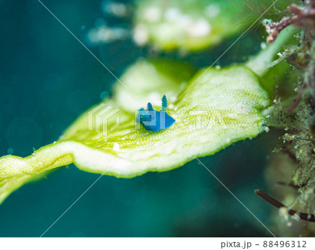 アオクシエラウミウシ アオクシエラウミウシ 88496312